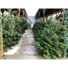 Vianočný stromček rezaný Jedľa kaukazská 150-200 cm, stredný