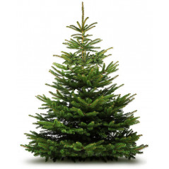 Vianočný stromček rezaný Jedľa kaukazská 200-240 cm, veľký