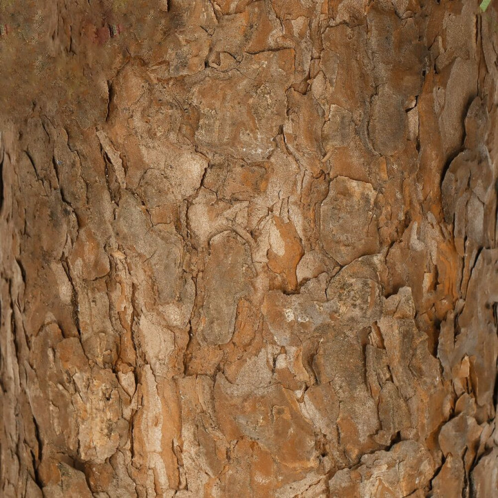 Vianočný stromček Jedľa na kmienku 90 cm Vianočný stromček Jedľa na kmienku 90 cm