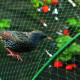 Sieť proti vtákom Birdnet 4x20 m zelená