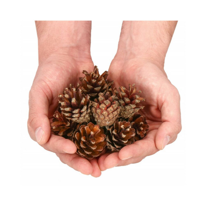 Sada dekoratívnych šišiek 500g