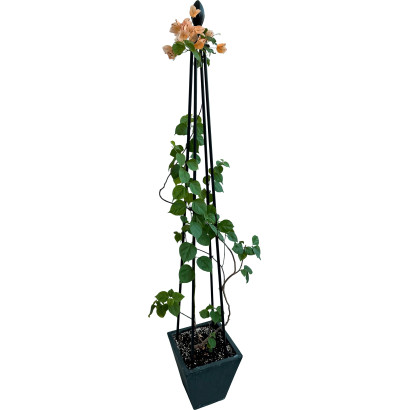 Opora pre ťahavé rastliny 180 cm, 4 nohy